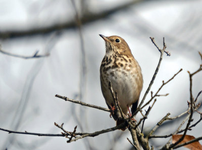 Hermit Thrush