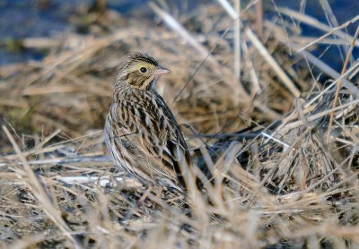 Savannah Sparrow