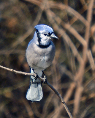 Jays & Crows