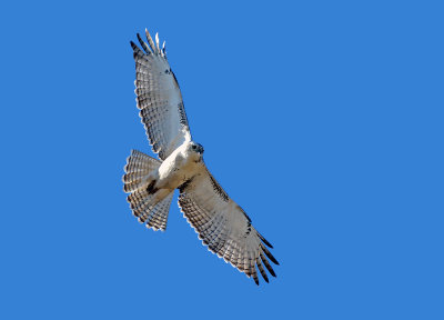 Krider's Red-tailed Hawk - immature