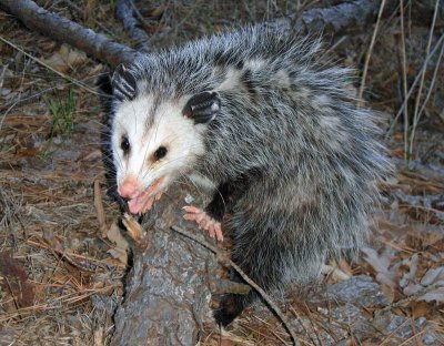 Virginia Opposum