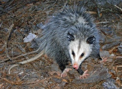 Virginia Opposum