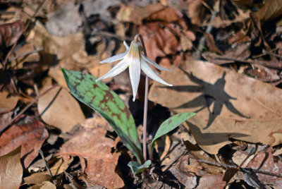 White Trout-lily