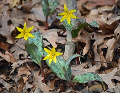 Yellow Trout-lilies
