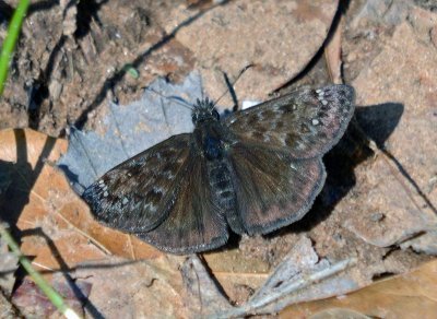 Juvenal's Duskywing