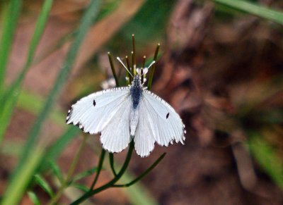 Falcate Orangetip - female