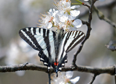 Zebra Swallowtail