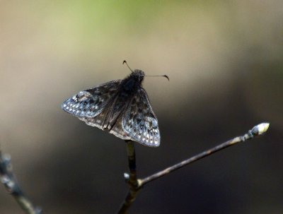 Juvenal's Duskywing