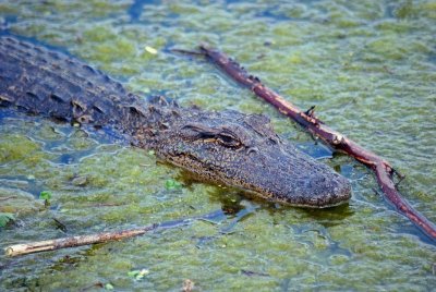 American Alligator