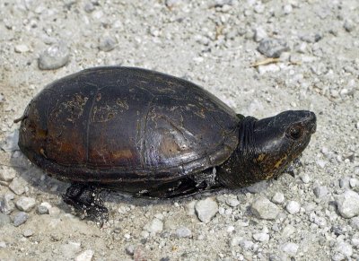 Mississippi Mud Turtle