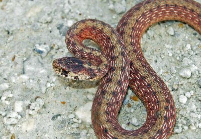 Texas Brown Snake