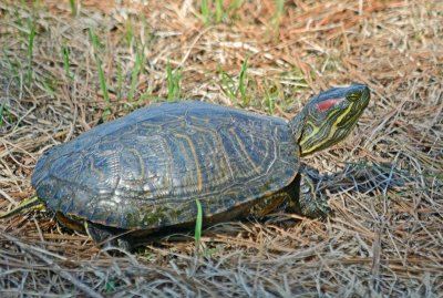 Red-eared Slider