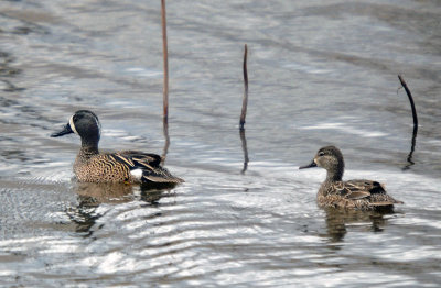 Blue-winged Teal