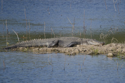 American Alligator