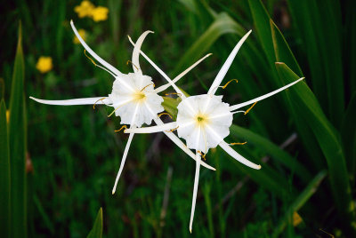 Spider Lilies