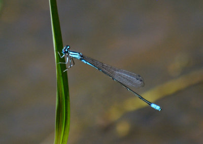 Turquoise Bluet