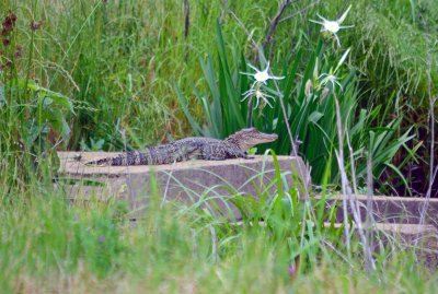 Young gator