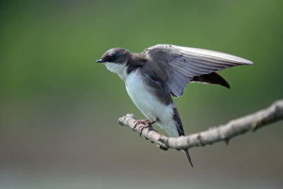 Tree Swallow