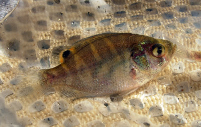 Flier Sunfish - juvenile