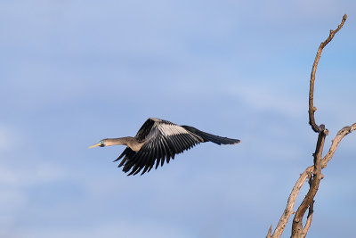 Anhinga
