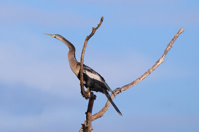 Anhinga 