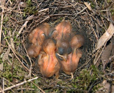 Prothonotary Warbler nestlings