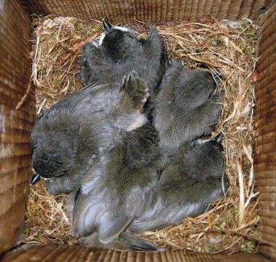 Tufted Titmouse nestlings