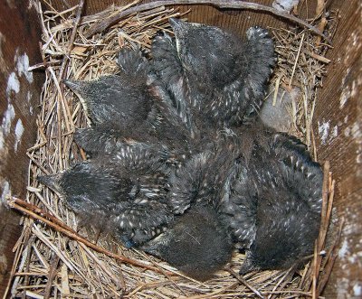 Eastern Bluebird nestlings