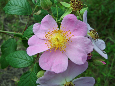 Climbing Rose (Rosa setigera)