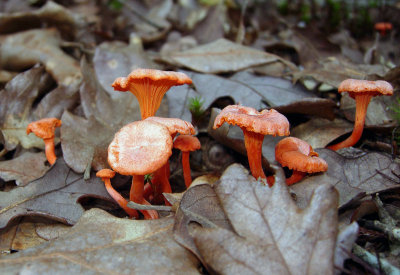 Cinnabar Red Chanterelles (Cantharellus cinnabarinus)