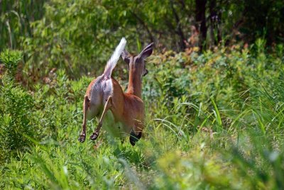 White-tailed Deer