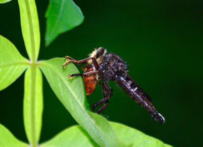 Promachus bastardii