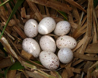 Purple Gallinule's nest