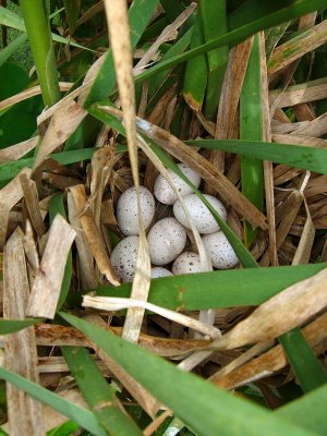 Purple Gallinule's nest