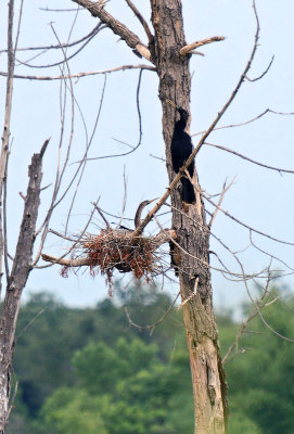 Anhinga nest