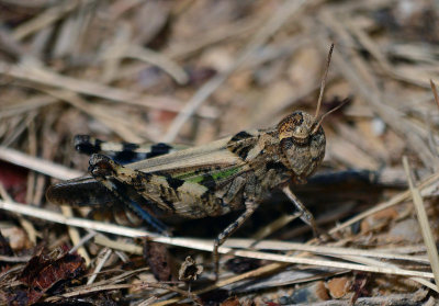 Western Clouded Grasshopper (Encoptolophus costalis) - female