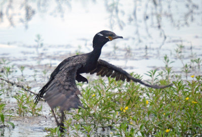 Neotropic Cormorant