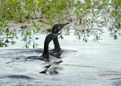 Neotropic Cormorants
