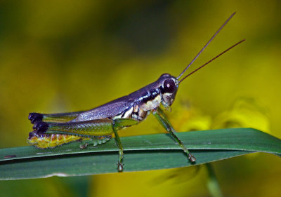 Olive-green Swamp Grasshopper (Paroxya clavuliger)