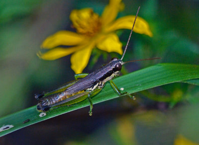 Olive-green Swamp Grasshopper (Paroxya clavuliger)