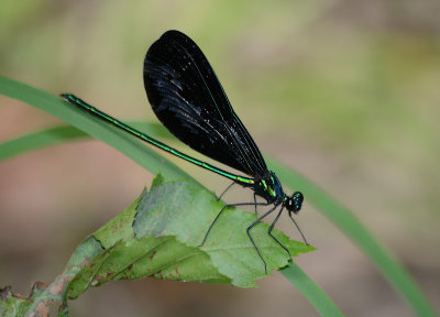 Ebony Jewelwing