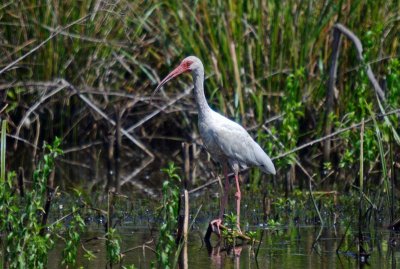 White Ibis