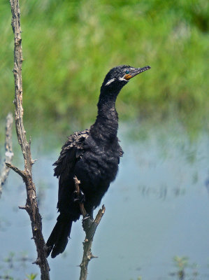 Neotropic Cormorant