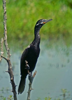 Neotropic Cormorant