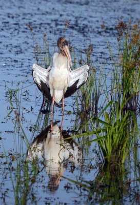 Wood Stork - sun bathing (pterodactyl pose)