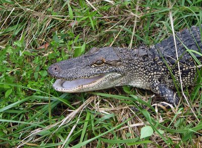 American Alligator