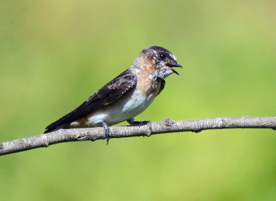 Cliff Swallow - juvenile