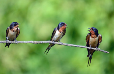 Barn Swallows