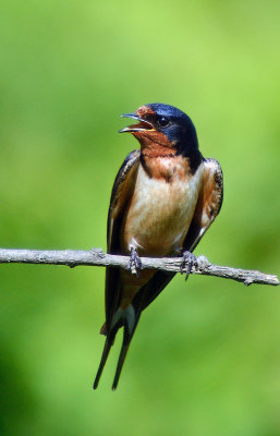 Barn Swallow