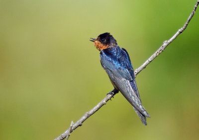 Barn Swallow